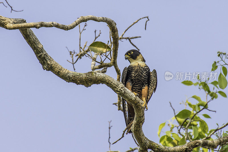 蝙蝠隼(Falco rufigularis)是一种猎鹰，是热带墨西哥、中南美洲的一种驻地繁殖者。发现于巴西潘塔纳尔地区。